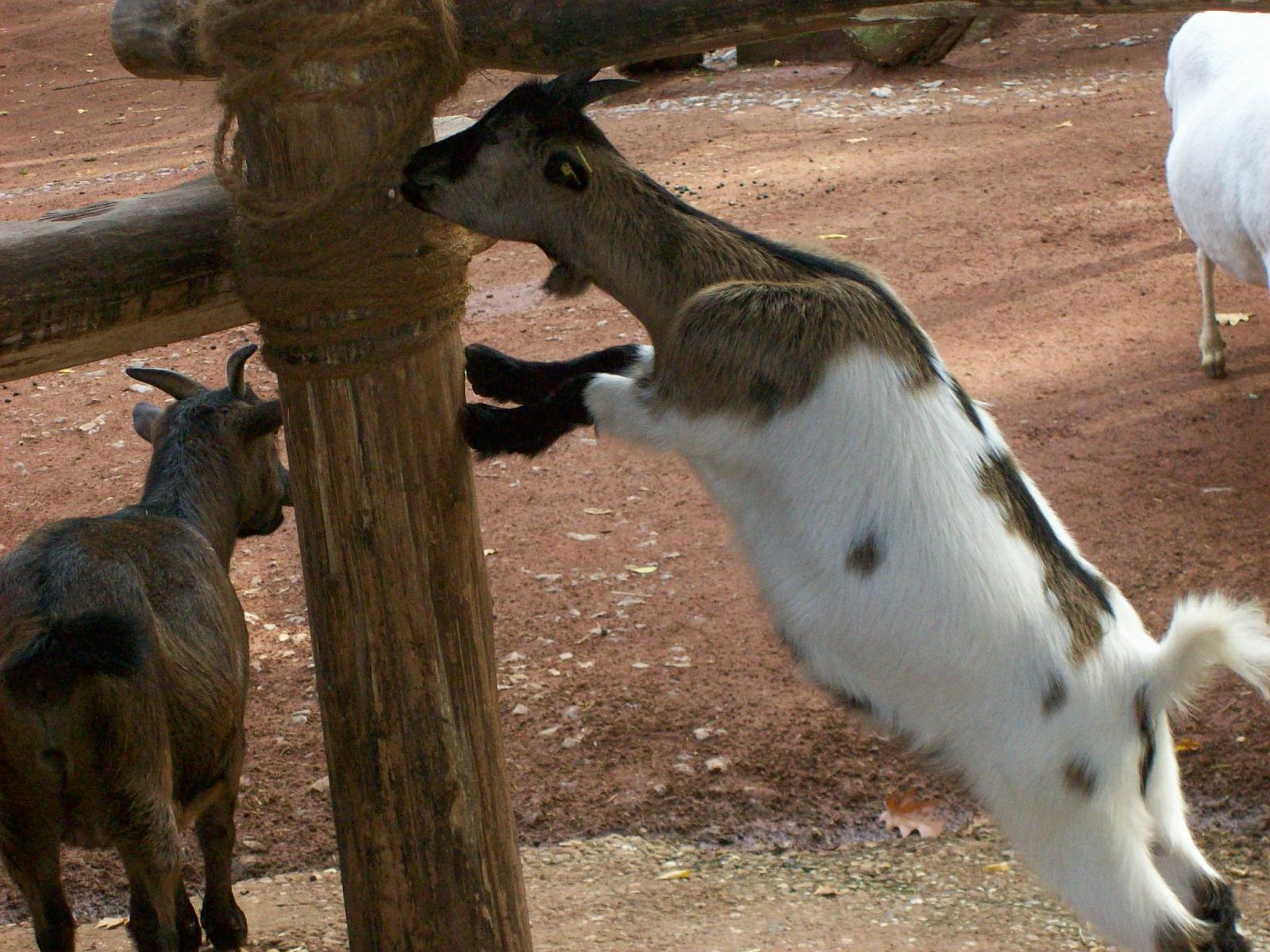 Zoom 18.10.2008-037.jpg